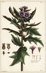 黑鸡冠花, Hyoscyamus niger Linn