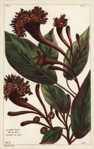 山茱萸灌木, Copianthus indica, Hil
