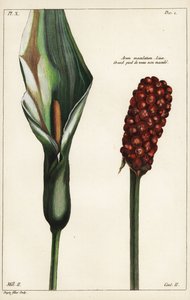 杜鹃花或野芋头，花和果，Arum maculatum, Linn