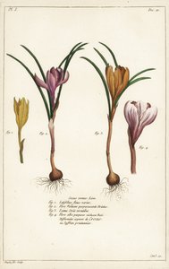 春黄菊的不同种类，Crocus vernus, Linn