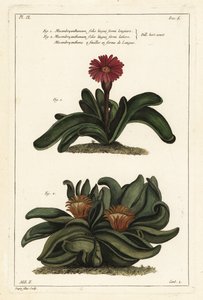 麋鹿植物， Rhombophyllum dolabriforme (Hatchet-leaved fig marigold, Mesembryanthemum dolabriforme)
