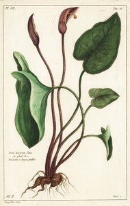 修士的头巾或拉鲁斯，Arisarum vulgare