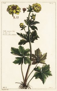 球状花，Trollius europaeus, Linn