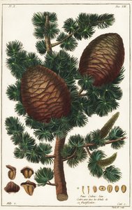 Lebanon cedar Cedrus libani Pinus cedrus Linn