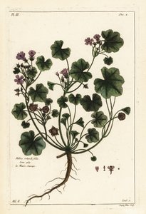 低矮锦葵或圆叶锦葵，Malva pusilla