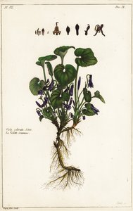 甜紫罗兰，Viola odorata，Linn