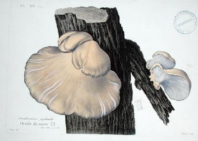 Dendrosarcos juglandis，板块20来自J.H. Leveille的