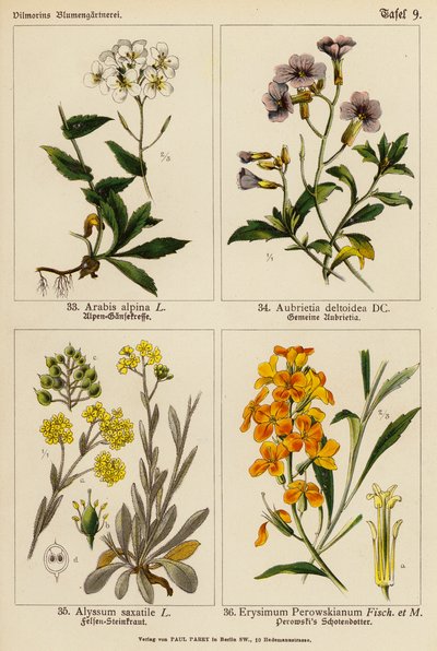 Arabis Alpina、Aubrietia Deltoidea、Alyssum Saxatile、Erysimum Perowskianum（彩色石版画） 作者 （之后）德国学校