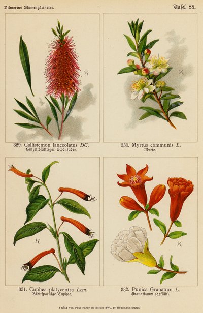 Callistemon Lanceolatus、Myrtus Communis、Cuphea Platycentra、Punica Granatum（彩色石版画） 作者 （之后）德国学校