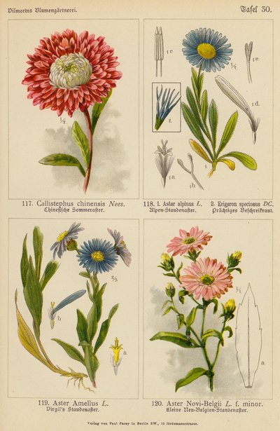 中国翠菊、阿尔卑斯翠菊、绣线菊、新比利时翠菊（彩色石版画） 作者 （之后）德国学校