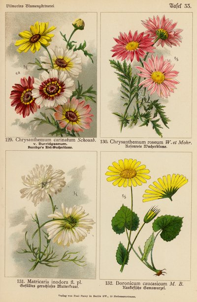 Chrysanthemum Carinatum、Chryshemum Roseum、Matricaria Inodora、Doronicum Caucasicum（彩色石版画） 作者 （之后）德国学校