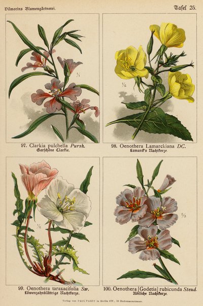 Clarkia Pulchella, Oenothera Lamarckiana, Oenothera Taraxacifolia, Oenothera (Godetia) Rubicunda (color litho) 作者 （之后）德国学校