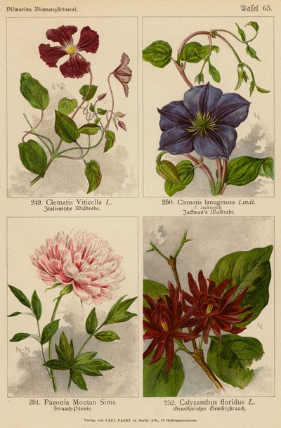 Clematis Viticella、Clematis Lanuginosa、Paeonia Moutan Sims、Calycanthus Floridus（彩色石版画） 作者 （之后）德国学校