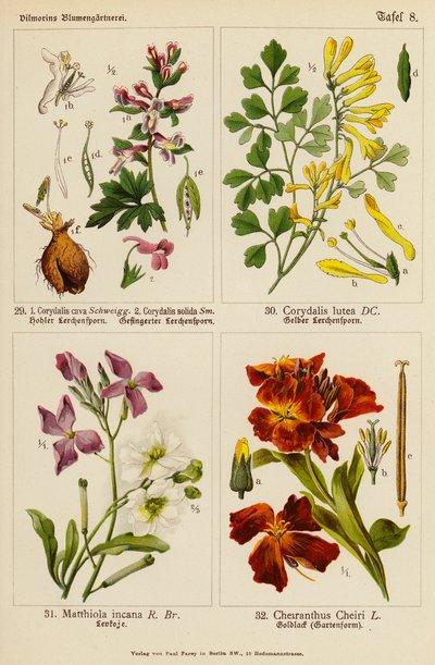 Corydalis cava, Corydalis solida, Corydalis lutea, Matthiola incana, Cheiranthus cheiri (color litho) 作者 （之后）德国学校