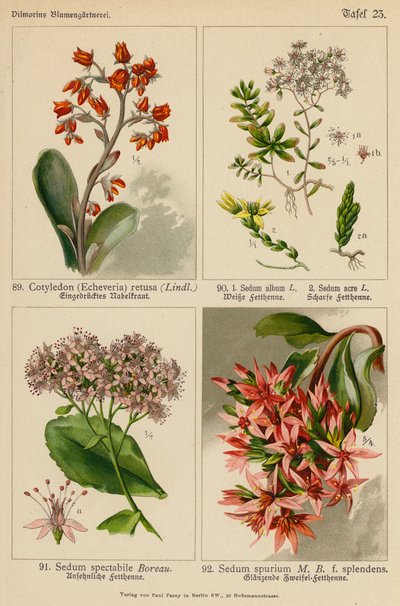 子叶（酢浆草）萱草、景天科景天属植物、亩景天属植物、景天科景天属植物、毛景天属植物（彩色石版画） 作者 （之后）德国学校