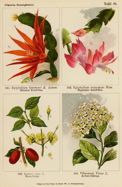 Epiphyllum Gaertneri、Epiphyllum Truncatum、Cornus Mas、Viburnum Tinus（彩色石版画） 作者 （之后）德国学校