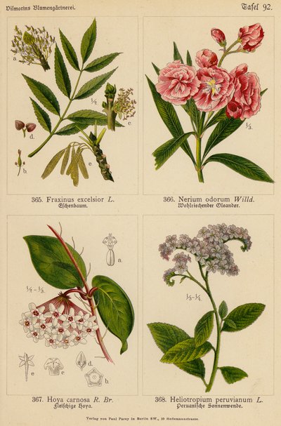 Fraxinus Excelsior、Nerium Odorum、Hoya Carnosa、Heliotropium Peruvianum（彩色石版画） 作者 （之后）德国学校
