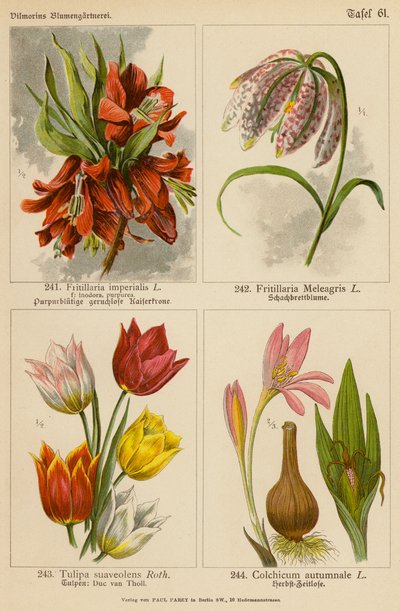 Fritillaria Imperialis、Fritillaria Meleagris、Tulipa Suaveolens、Colchicum Autumnale（彩色石版画） 作者 （之后）德国学校