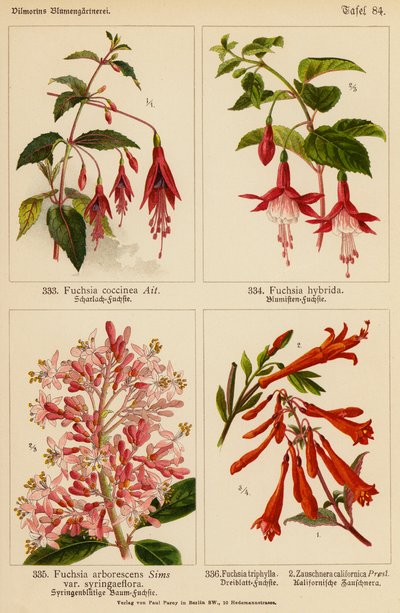 Fuchsia Coccinea, Fuchsia Hybrida, Fuchsia Arborescens, Fuchsia Triphylla, Zauschnera Californica (color litho) 作者 （之后）德国学校