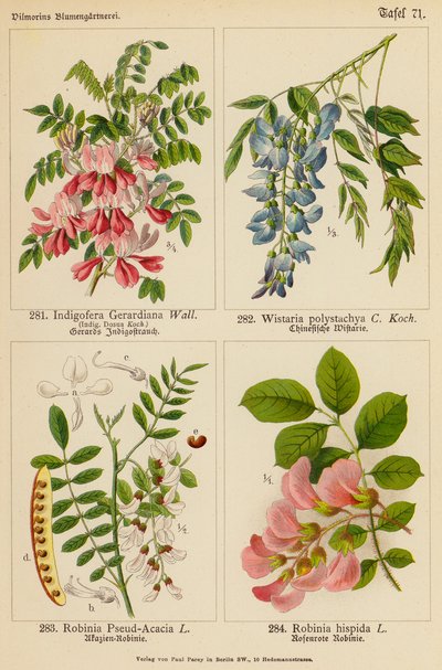 Indigofera Gerardiana、Wistaria Polystachya、Robinia Pseud-Acacia、Robinia Hispida（彩色石版画） 作者 （之后）德国学校