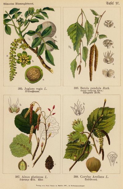 Juglans Regia、Betula Pendula、Alnus Glutinosa、Corylus Avellana（彩色石版画） 作者 （之后）德国学校