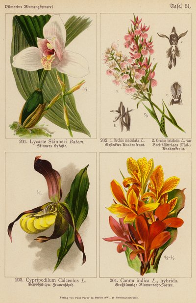 Lycaste Skinneri、Orchis Maculata、Orchis Latifolia、Cypripedilum Calceolus、Canna Indica（彩色石版画） 作者 （之后）德国学校