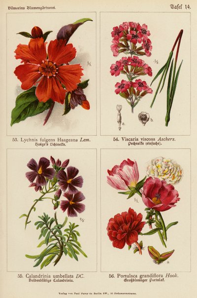 Lychnis Fulgens Haageana、Visccaria Viscosa、Calandrinia Umbellata、马齿苋（彩色石版画） 作者 （之后）德国学校