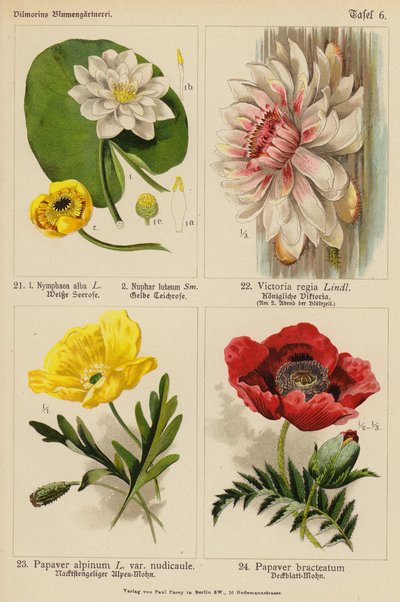 Nymphaea Alba、Nuphar Luteum、Victoria Regia、Papaver Alpinum、Papaver Bracteatum（彩色石版画） 作者 （之后）德国学校
