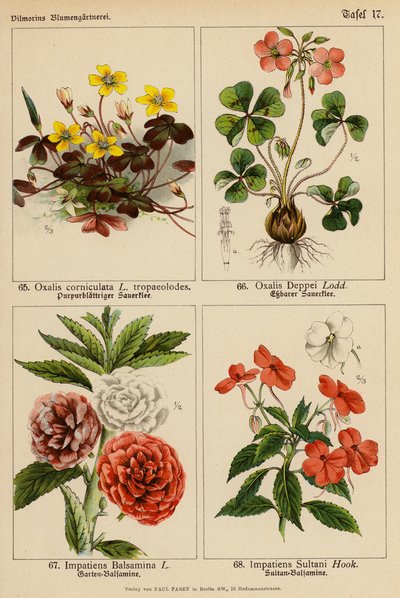 Oxalis Corniculata, Oxalis Deppei, Impatiens Balsamina, Impatiens Sultani (color litho) 作者 （之后）德国学校