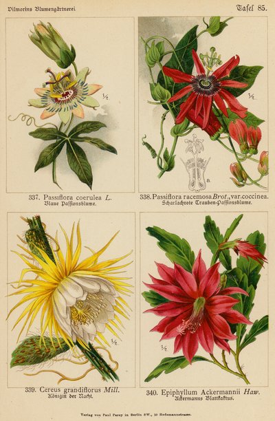 西番莲、西番莲、大花芹菜、昙花（彩色石版画） 作者 （之后）德国学校