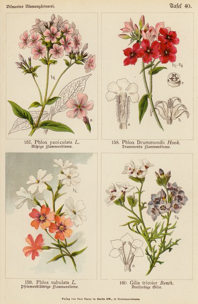 Phlox Paniculata、Phlox Drummondii、Phlox Subulata、Gilia Tricolor（彩色石版画） 作者 （之后）德国学校