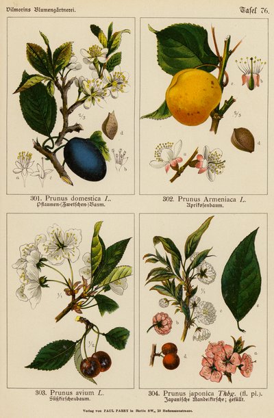 Prunus Domestica、Prunus Armeniaca、Prunus Avium、Prunus Japonica（彩色石版画） 作者 （之后）德国学校