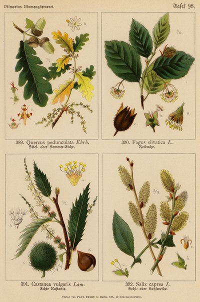 Quercus Pedunculata、Fagus Silvatica、Castanea Vulgaris、Salix Caprea（彩色石版画） 作者 （之后）德国学校