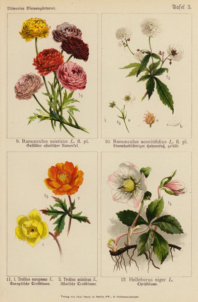 亚洲小牡丹（Ranunculus Asiaticus）、乌头小牡丹（Ranunculus Aconitifolius）、欧洲小牡丹（Trollius Europeaeus）、亚洲小牡丹（Trollius Asiaticus）、尼日尔小牡丹（Helleborus Niger）（彩色石版画 作者 （之后）德国学校