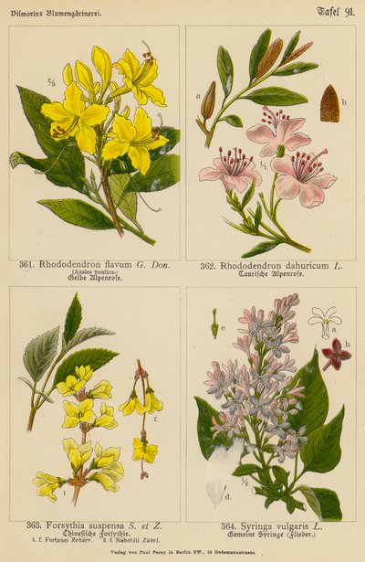 黄花杜鹃、白花杜鹃、悬铃木连翘、月季（彩色石版画） 作者 （之后）德国学校