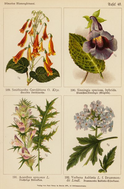 Smithiantha Geroldtiana、Sinningia Speciosa、Acanthus Spinosus、Verbena Aubletia（彩色石版画） 作者 （之后）德国学校