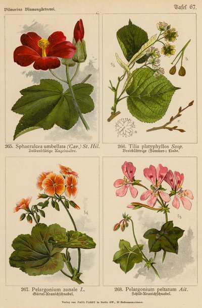 Sphaeralcea Umbellata、Tilia Platyphyllos、Pelargonium Zonale、Pelargonium Peltatum（彩色石版画） 作者 （之后）德国学校