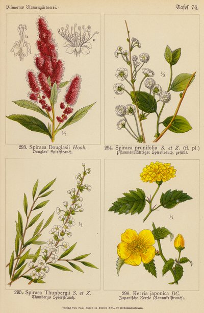道格拉斯穗状花序、梅花穗状花序、通贝里穗状花序、棣棠（彩色石版画） 作者 （之后）德国学校