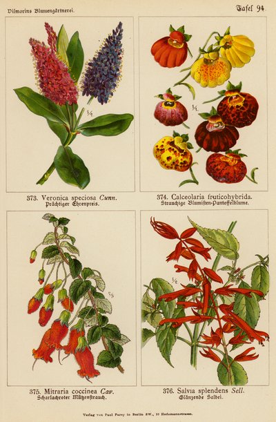 Veronica Speciosa、Calceolaria Fruticohybrida、Mitraria Coccinea、Salvia Splendens（彩色石版画） 作者 （之后）德国学校
