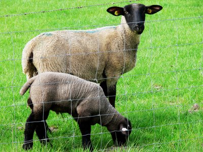 黑白 作者 莫妮卡·维特里希（Monika Wittrich）