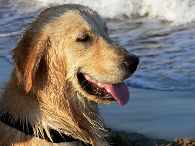 金毛寻回猎犬 作者 莫妮卡·维特里希（Monika Wittrich）