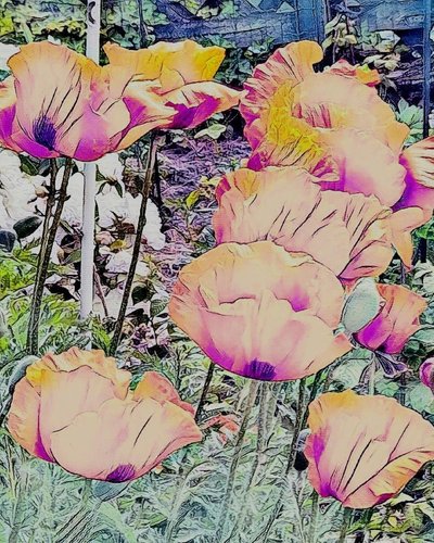 罂粟花 作者 玛格丽特乌利亚特