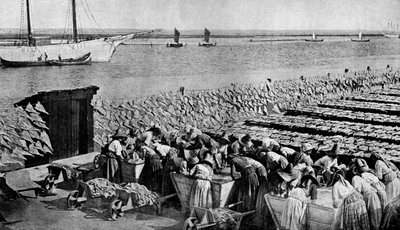 大约在19世纪30年代，在葡萄牙阿格鲁（Vouga）的嘴里，在阿威罗（Aveiro）阳光下晒干的鳕鱼数量 作者 AW卡特勒
