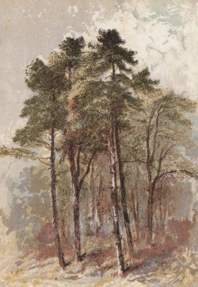 杉树群（chromolitho） 作者 亚伦·埃德温·彭利