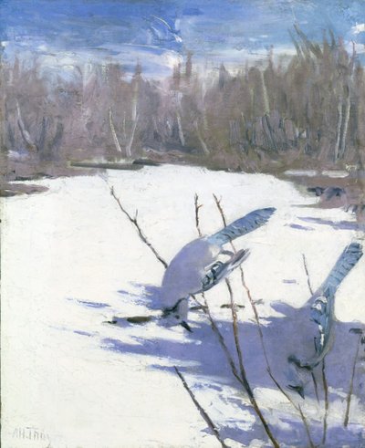 冬天的蓝鸦，为《动物王国中的隐蔽色彩》一书做的研究，约1905-1909年。 作者 雅培汉德森塞耶