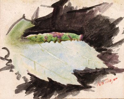 Heterocampa Biundata，Walker，为《动物王国的隐蔽色彩》一书所做的研究，n.d. 作者 雅培汉德森塞耶