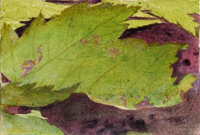 Heterocampa Biundata，沃克，《动物王国中的隐色》一书的研究对象 作者 雅培汉德森塞耶