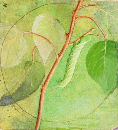 斯芬克斯毛毛虫》，为学习《动物界的隐色术》一书而作 作者 雅培汉德森塞耶