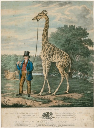 长颈鹿的肖像，1827年 作者 Abraham Bruiningh van Worrell