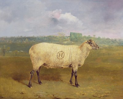 带有会标“H”的奖品母羊，属于1812年艾塞克斯哈林伯里广场JA Houblon先生 作者 Abraham Cooper
